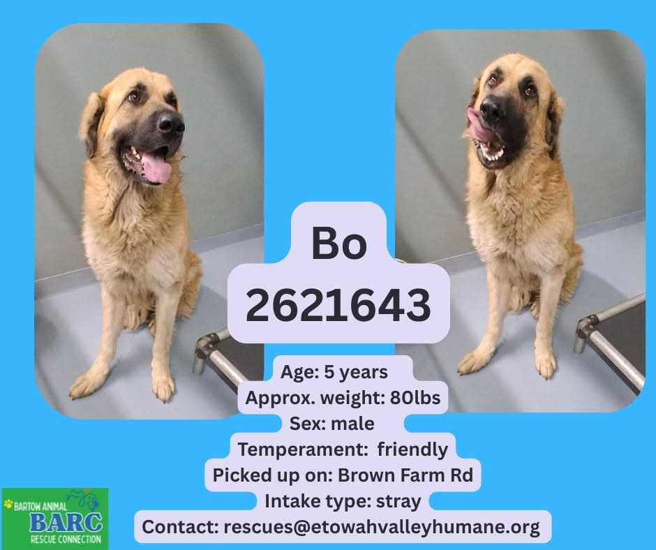 Bo, a Mastiff (mix breed), available for adoption