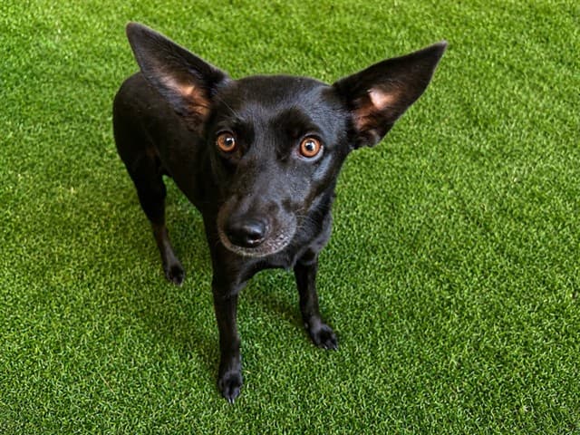 Jenny, a Chihuahua, available for adoption