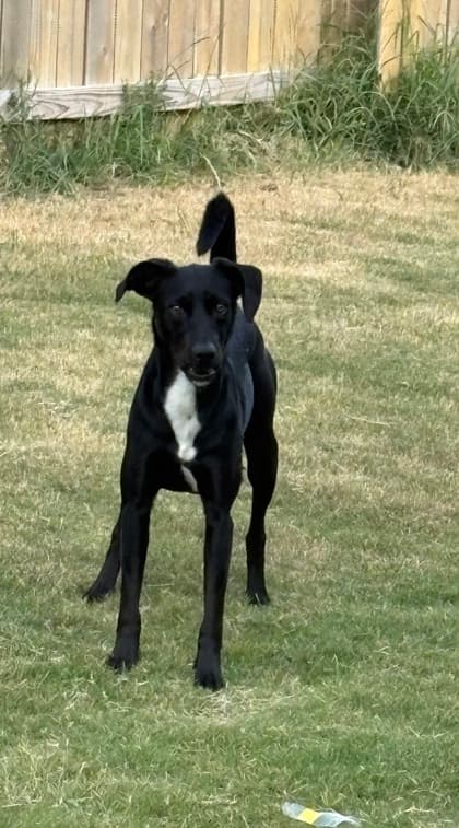 Mango Manny, a Labrador Retriever, available for adoption