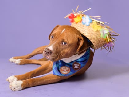 Smitty4, a Labrador Retriever, available for adoption