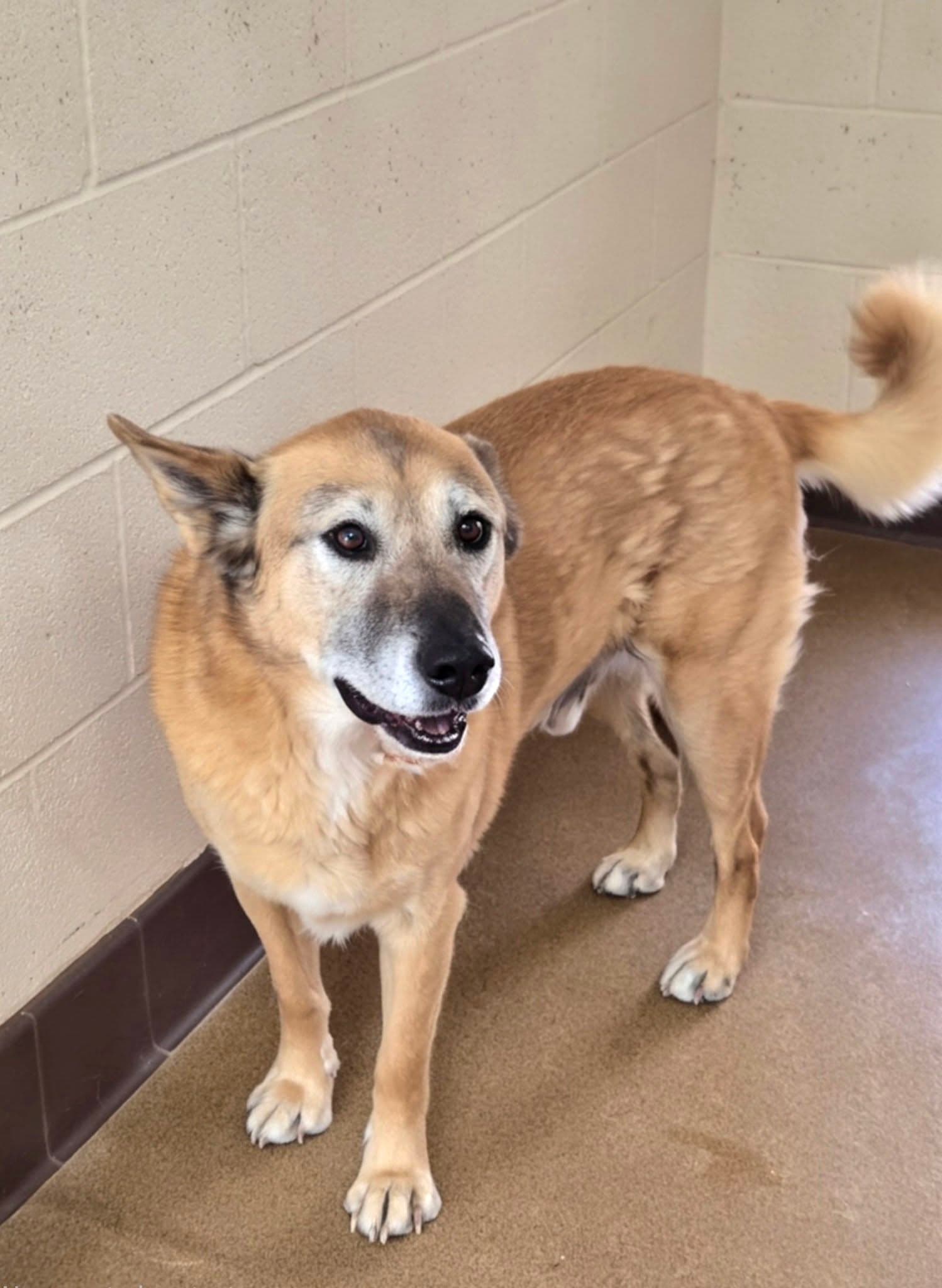 Ricky, a Shepherd (mix breed), available for adoption