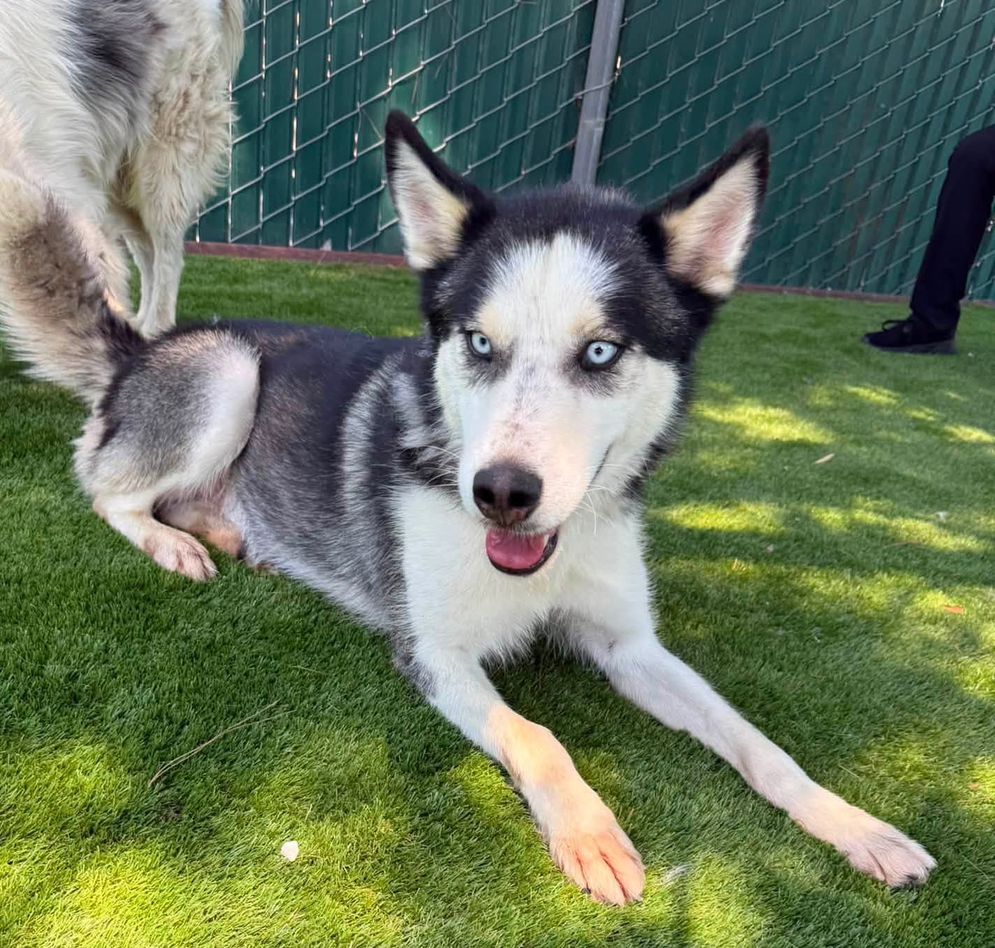 Royal, a Siberian Husky, available for adoption