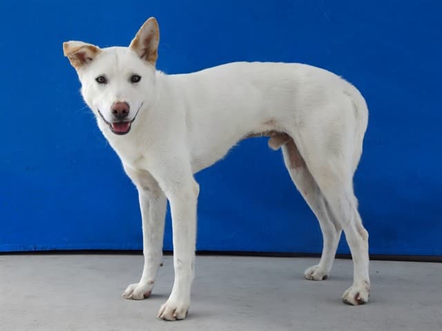 Carter, a Siberian Husky, available for adoption