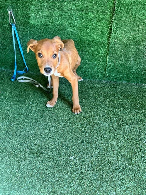 Sharko, a Doberman Pinscher, available for adoption