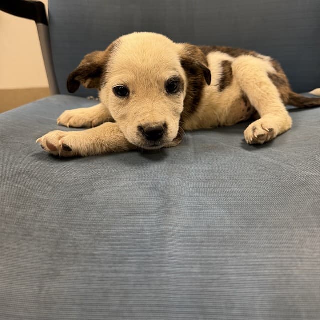 Pluto, a Pit Bull Terrier, available for adoption