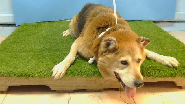 Crunch, a German Shepherd, available for adoption