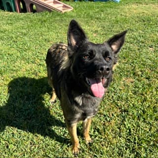 Jivy, a German Shepherd, available for adoption