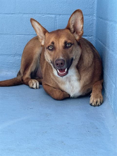 Vyke, a German Shepherd, available for adoption