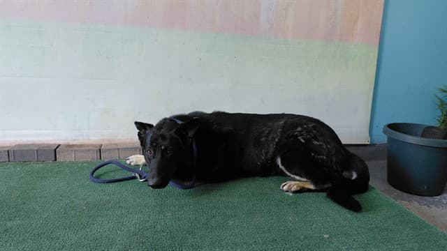 Jerry, a German Shepherd, available for adoption