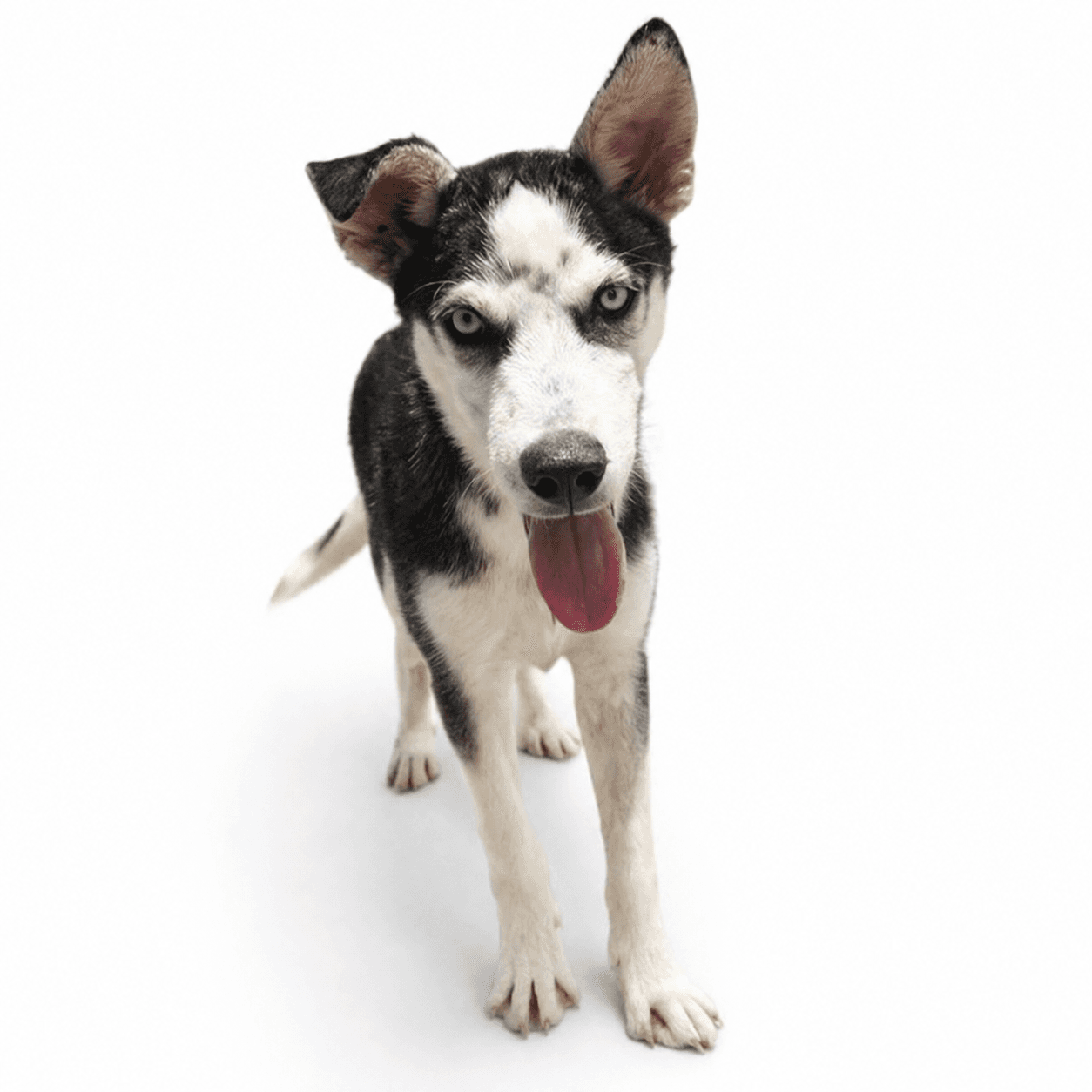 Balto, a Siberian Husky, available for adoption