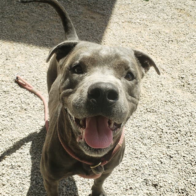 Shale, a Pit Bull Terrier, available for adoption