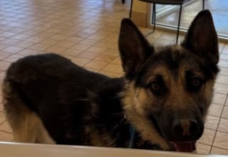 Buckey, a German Shepherd (mix breed), available for adoption