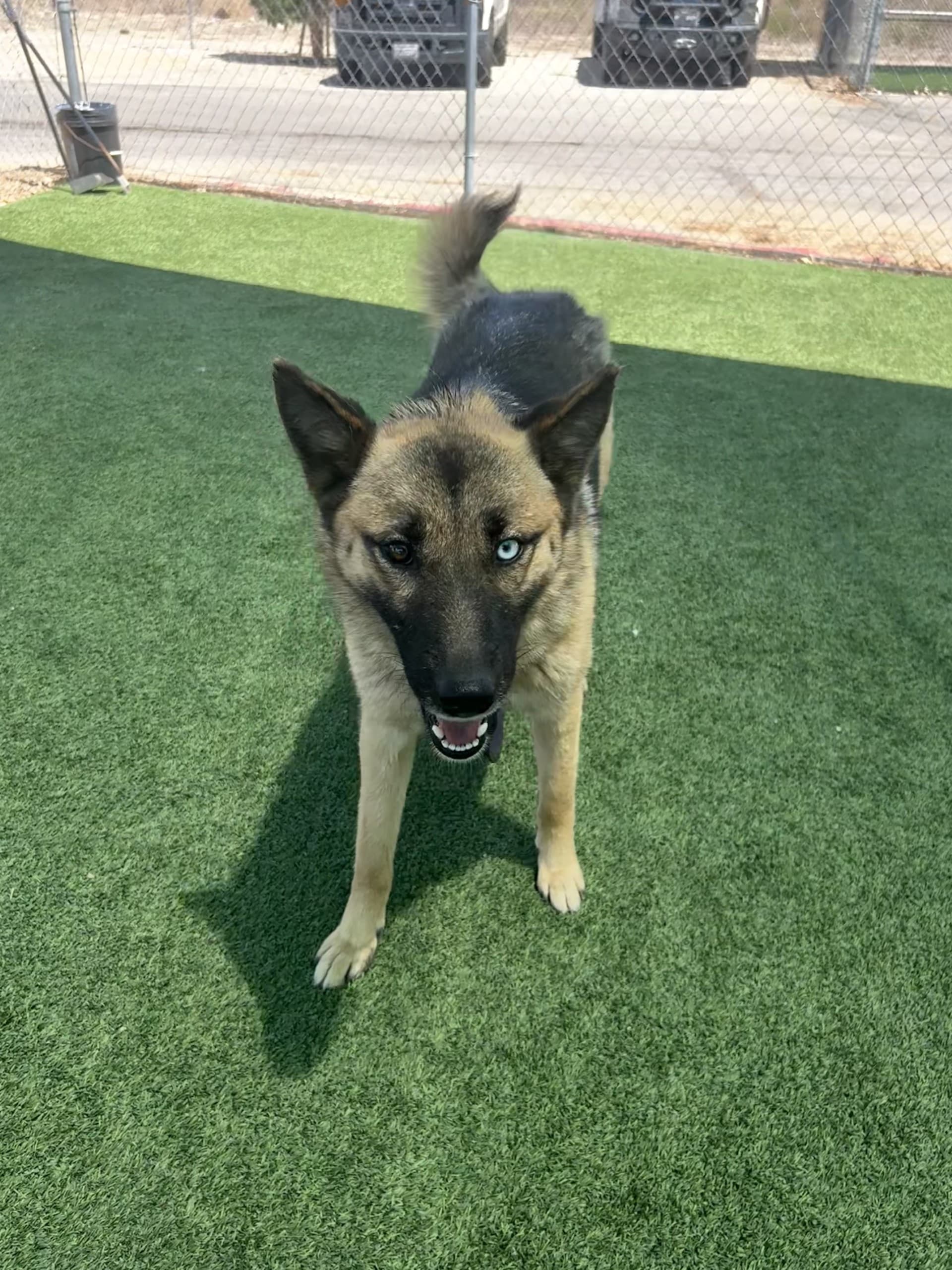 Lorelai, a German Shepherd, available for adoption