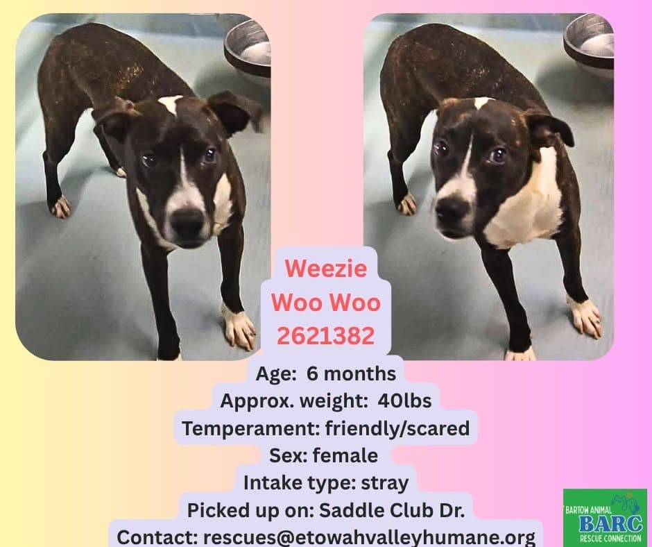 Weezie Woo Woo, a American Staffordshire Terrier, available for adoption