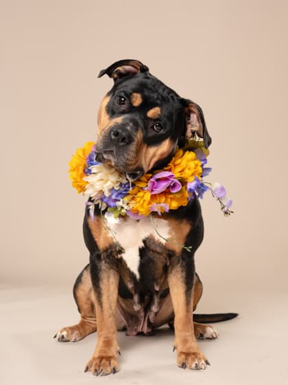 Mocha7, a Terrier, available for adoption