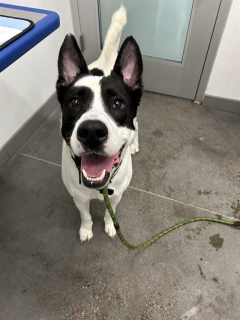 Thiyzen, a Labrador Retriever (mix breed), available for adoption