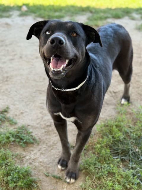 Martha, a Labrador Retriever (mix breed), available for adoption