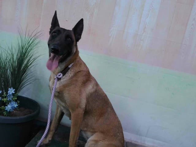 Cookie, a Belgian Shepherd Malinois, available for adoption