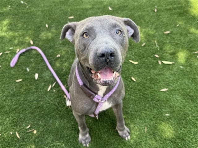 Luna, a Pit Bull Terrier, available for adoption