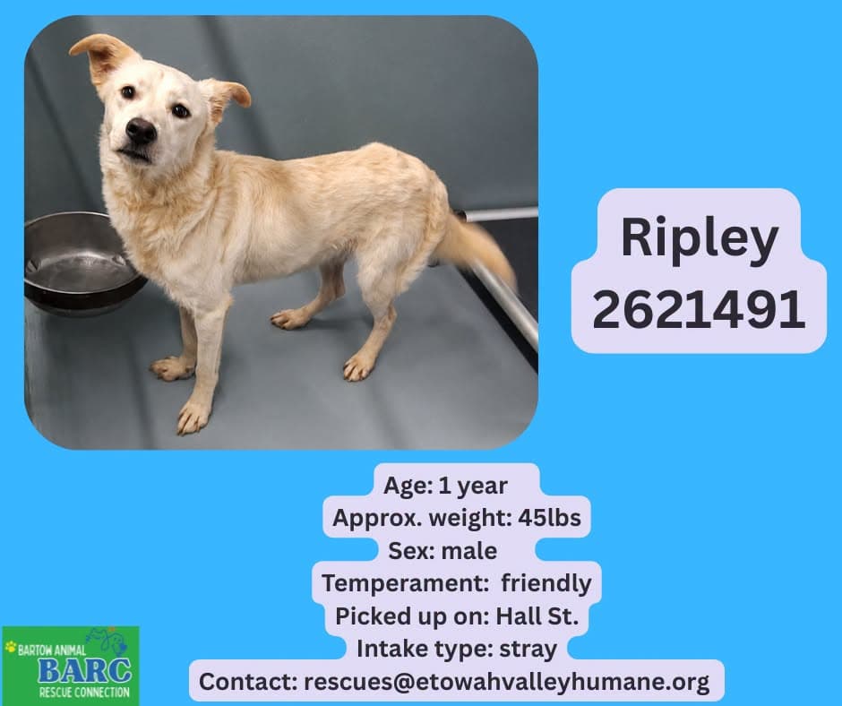 Ripley, a Husky (mix breed), available for adoption