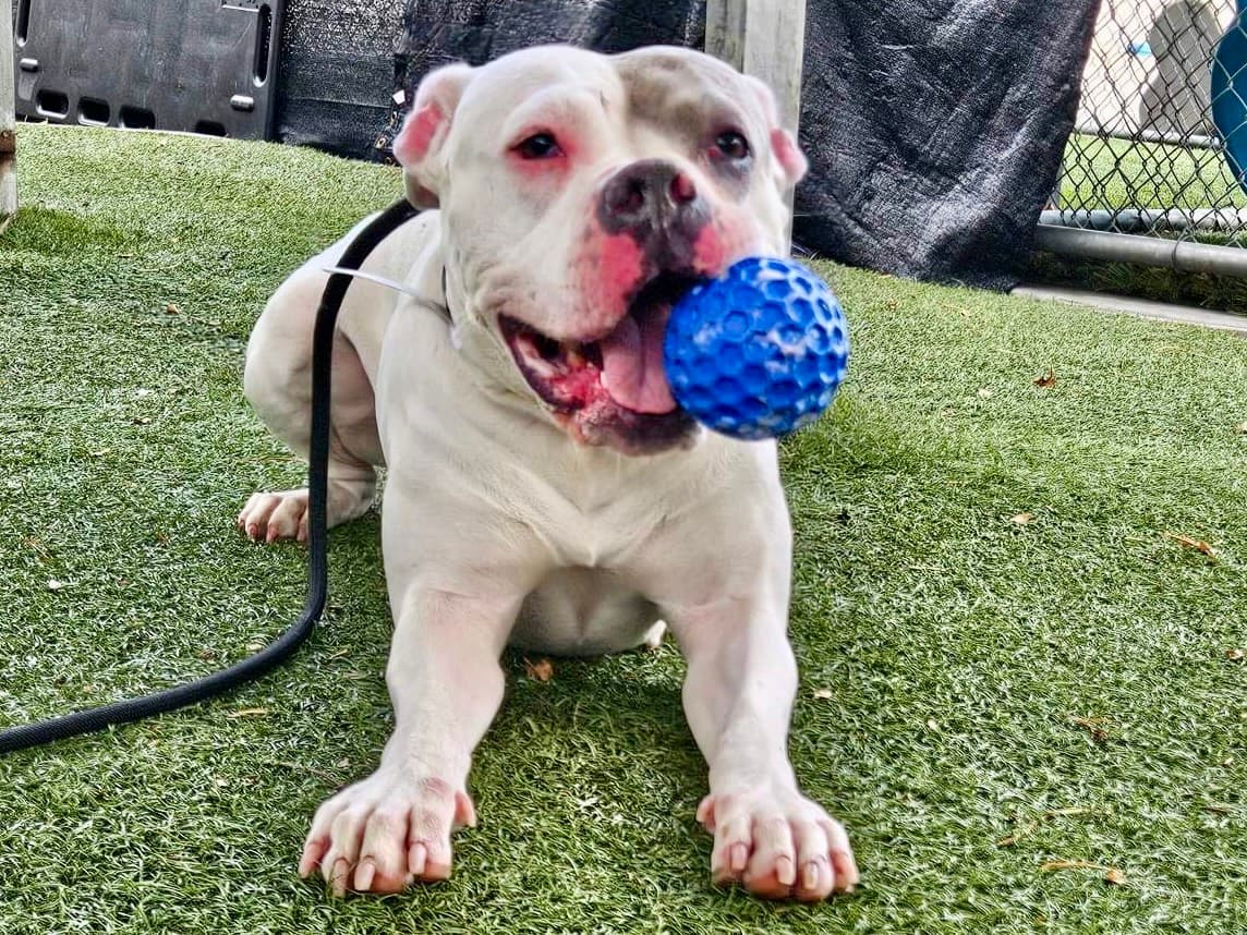 Tyra, a Boxer, available for adoption