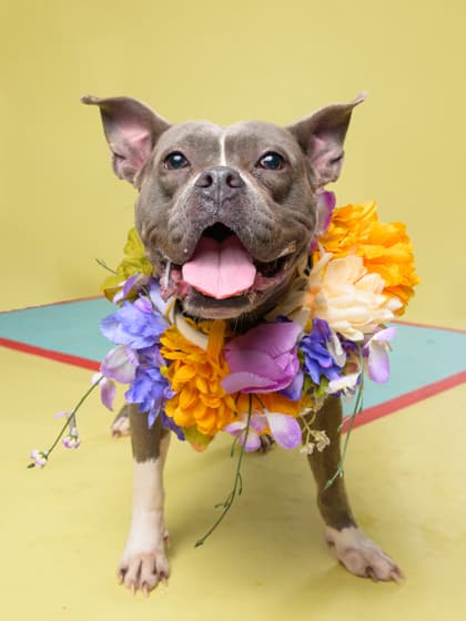 Diamond10, a Pit Bull Terrier, available for adoption