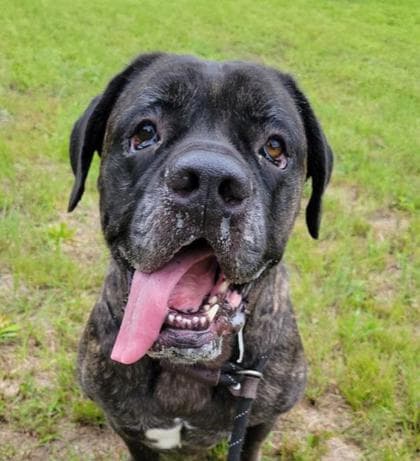Shadow6, a Black Labrador Retriever, available for adoption