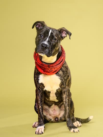 Legacy6, a Labrador Retriever, available for adoption