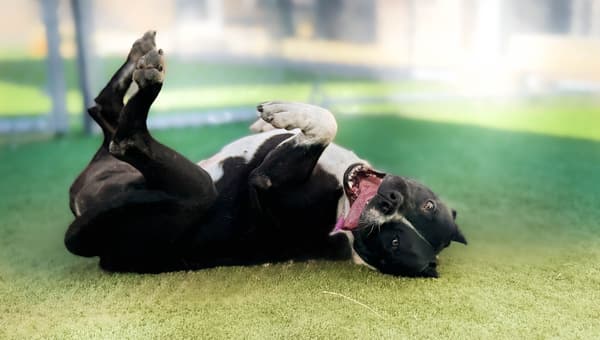 Happy, a Pit Bull Terrier, available for adoption