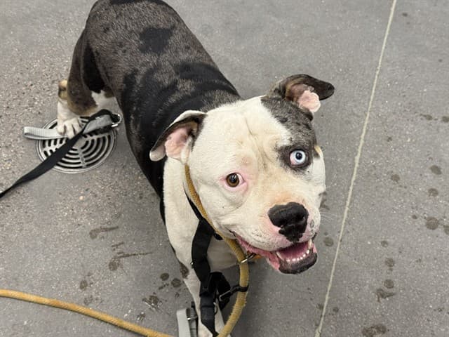 Rex, a English Bulldog (mix breed), available for adoption