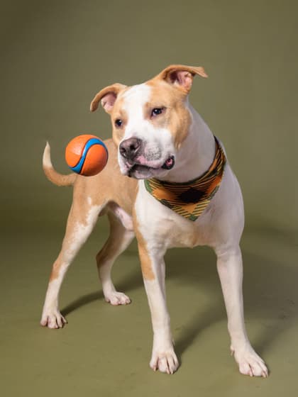 Happy Guy4, a Terrier, available for adoption