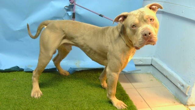 Bluey, a Pit Bull Terrier, available for adoption