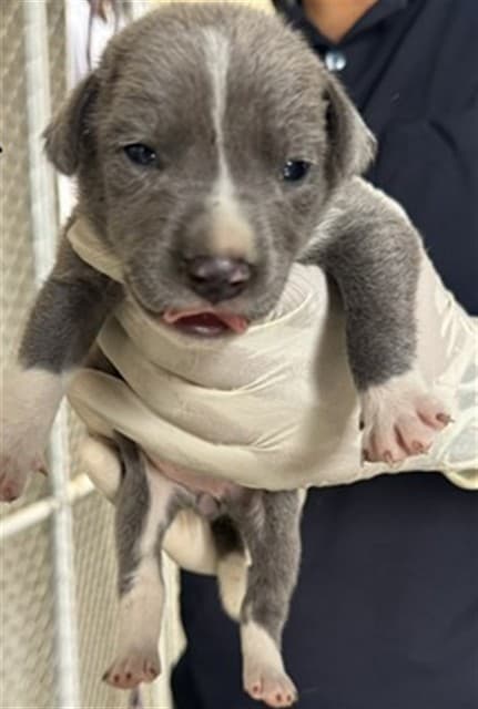 A034602, a Terrier, available for adoption