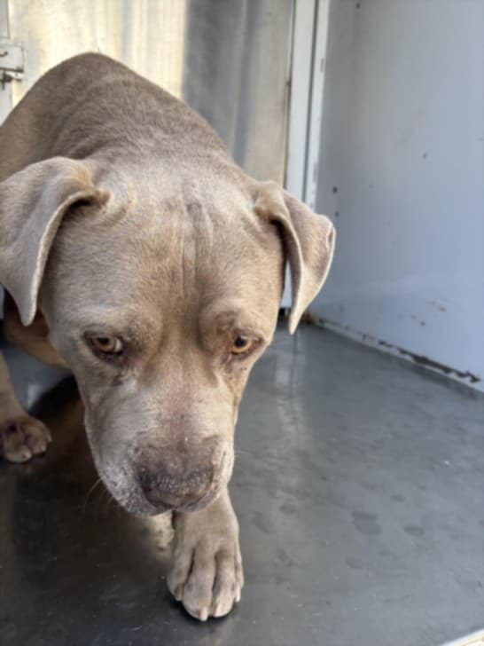 Mike, a Pit Bull Terrier, available for adoption