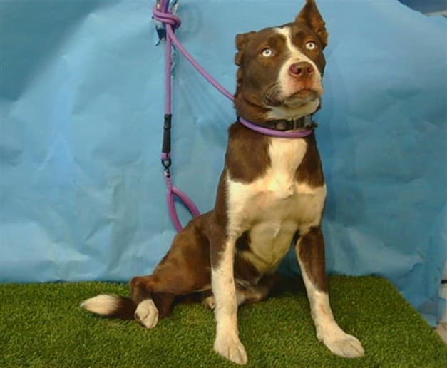 Leonard, a Siberian Husky, available for adoption