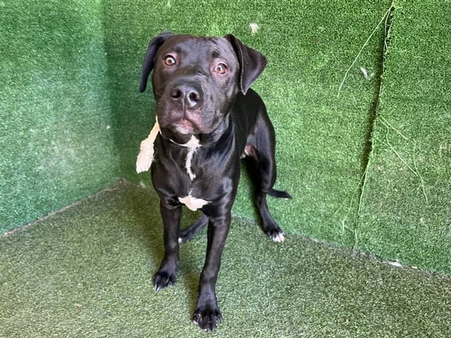 Buddy, a Labrador Retriever, available for adoption