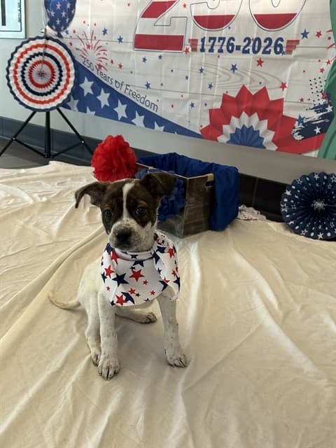 Felicia, a Australian Cattle Dog/Blue Heeler, available for adoption
