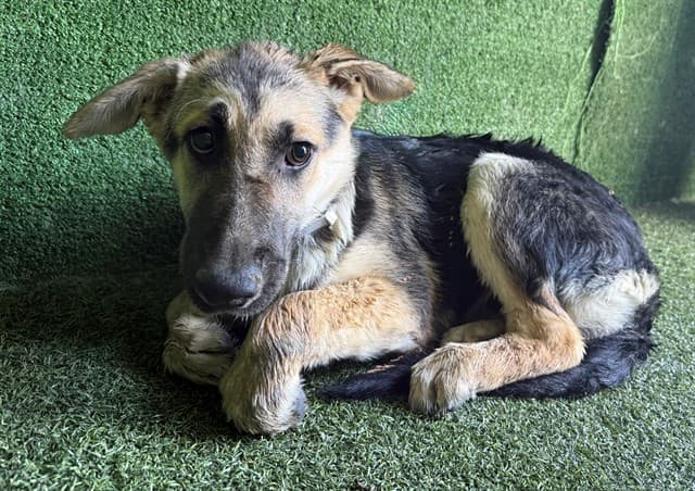 Tiffany, a German Shepherd, available for adoption