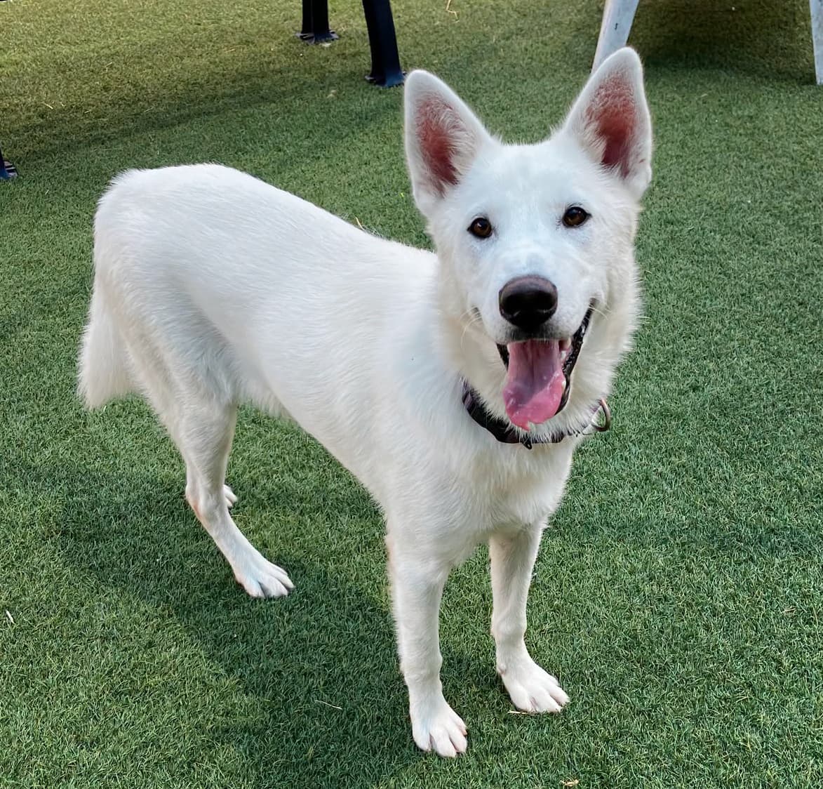 Oso, a Husky, available for adoption