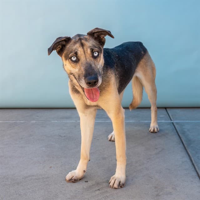 Paloma, a German Shepherd, available for adoption