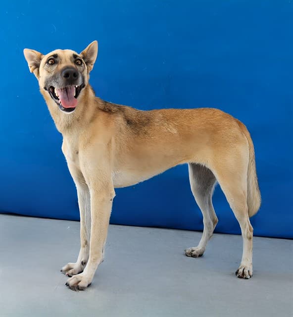 Kimberly, a Siberian Husky, available for adoption