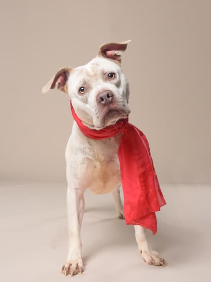 Kang7, a Pit Bull Terrier, available for adoption