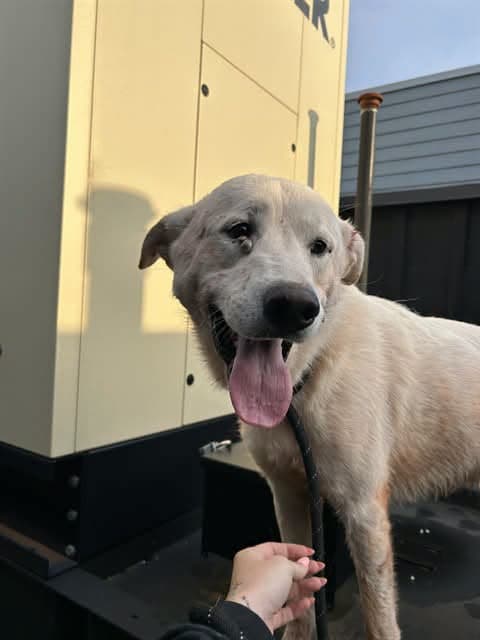 A477730, a Great Pyrenees, available for adoption