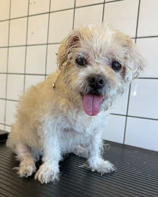 Norma, a Terrier, available for adoption