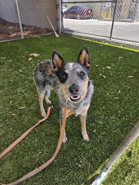 Rascal, a Australian Cattle Dog/Blue Heeler, available for adoption