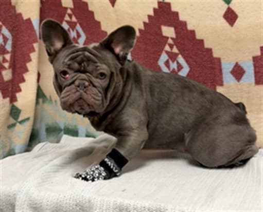 Piper, a French Bulldog, available for adoption