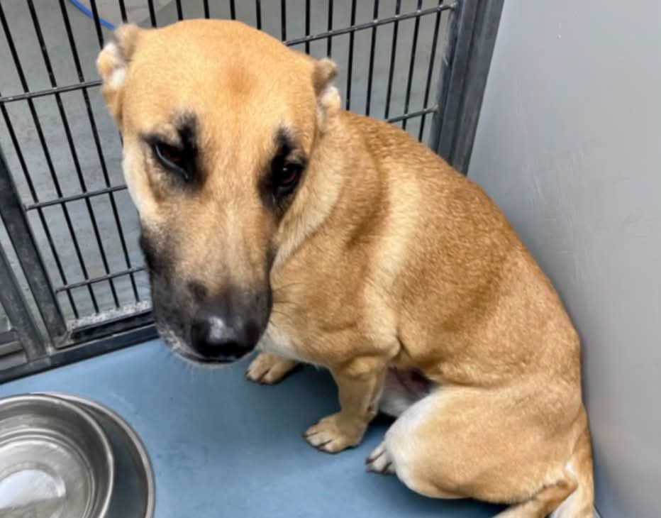 Frida, a Black Mouth Cur, available for adoption