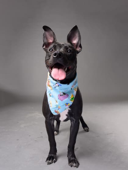 Xolo, a Black Labrador Retriever, available for adoption
