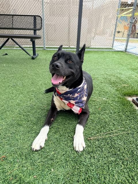 Tuxie, a Pit Bull Terrier, available for adoption