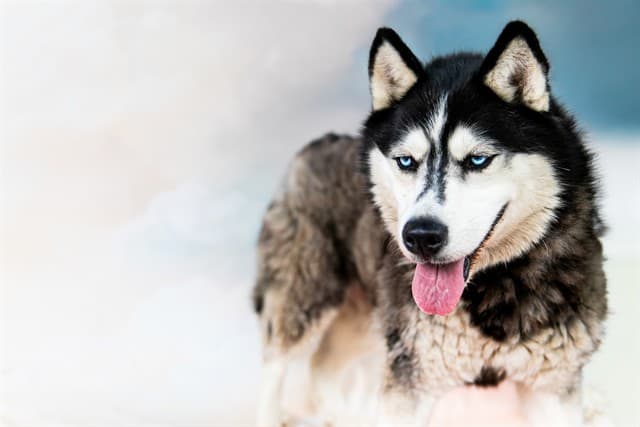 Ellie, a Siberian Husky, available for adoption
